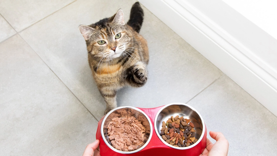 How to choose cat food